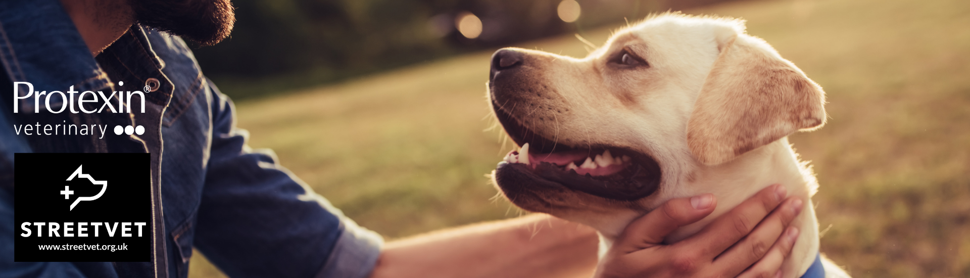 Vet petting a happy golden retriever